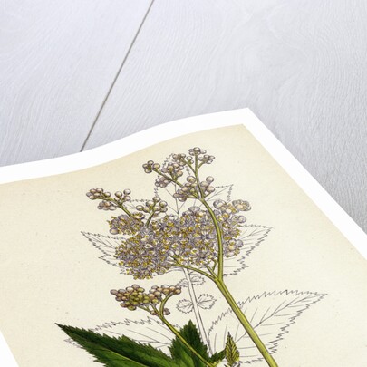 Spiraea Ulmaria Meadow-Sweet by Anonymous