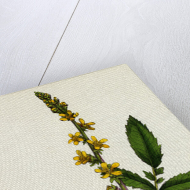 Agrimonia Eupatoria Common Agrimony by Anonymous