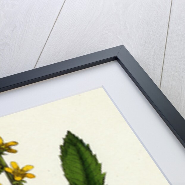 Agrimonia Eupatoria Common Agrimony by Anonymous