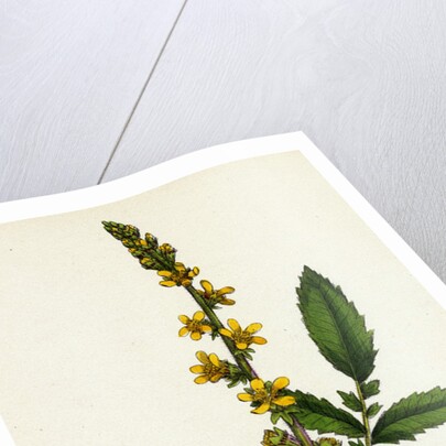 Agrimonia Eupatoria Common Agrimony by Anonymous