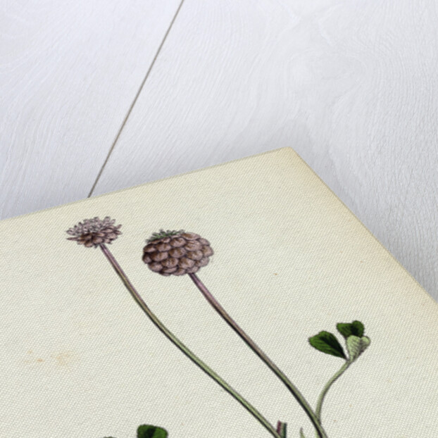 Trifolium Fragiferum Strawberry-Headed Trefoil by Anonymous