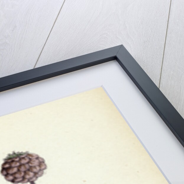 Trifolium Fragiferum Strawberry-Headed Trefoil by Anonymous