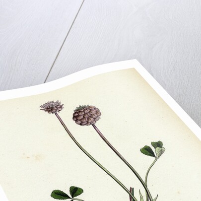 Trifolium Fragiferum Strawberry-Headed Trefoil by Anonymous