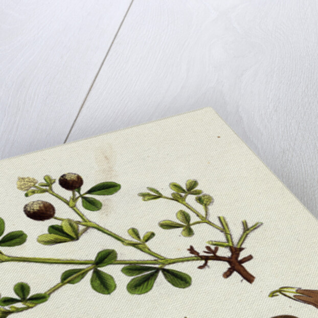 Trifolium Procumbens Hop Trefoil by Anonymous