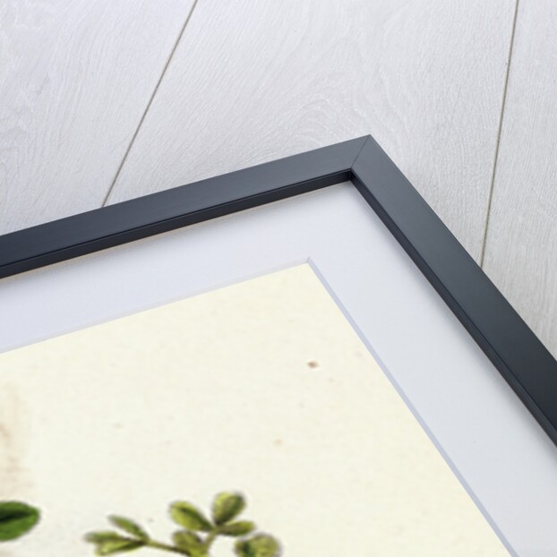 Trifolium Procumbens Hop Trefoil by Anonymous