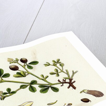 Trifolium Procumbens Hop Trefoil by Anonymous