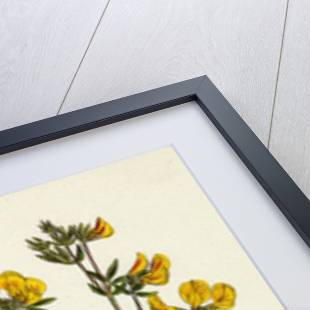 Lotus Tenuis Slender Bird's-Foot Trefoil by Anonymous