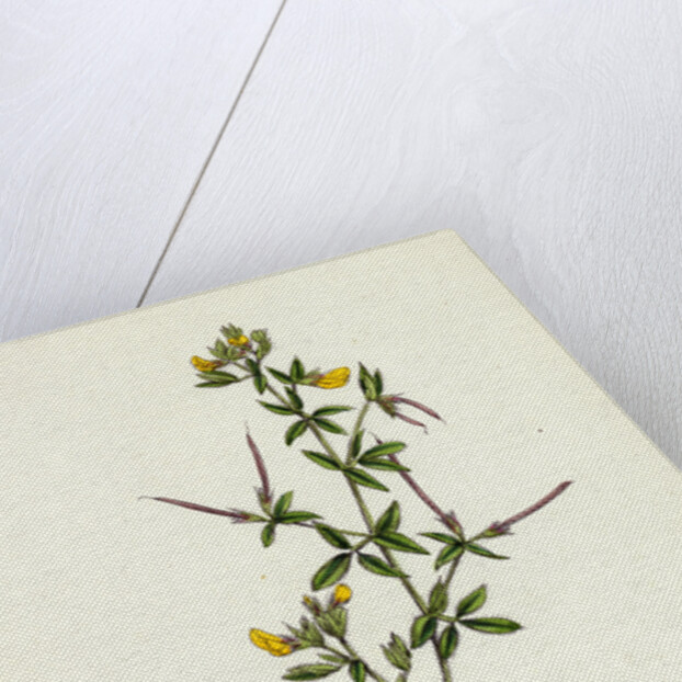 Lotus Diffusus Long-Podded Small Bird's-Foot Trefoil by Anonymous