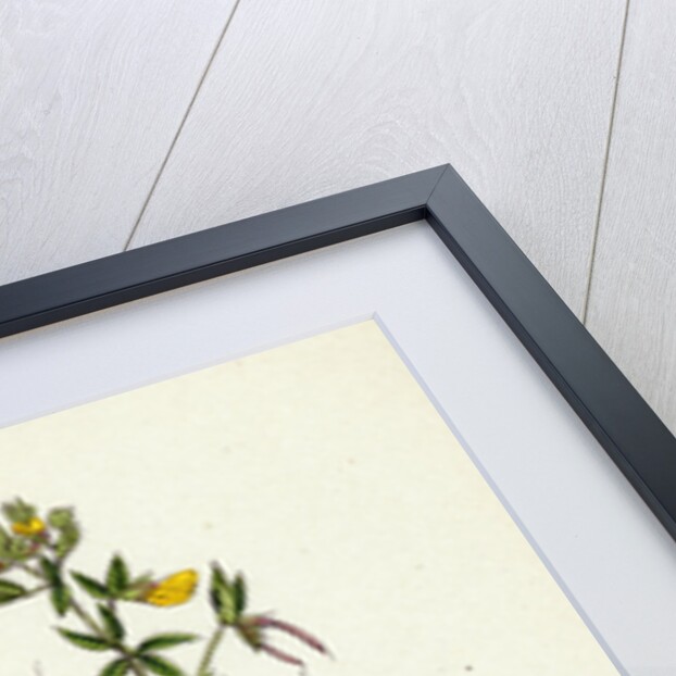 Lotus Diffusus Long-Podded Small Bird's-Foot Trefoil by Anonymous