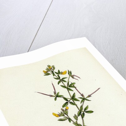 Lotus Diffusus Long-Podded Small Bird's-Foot Trefoil by Anonymous