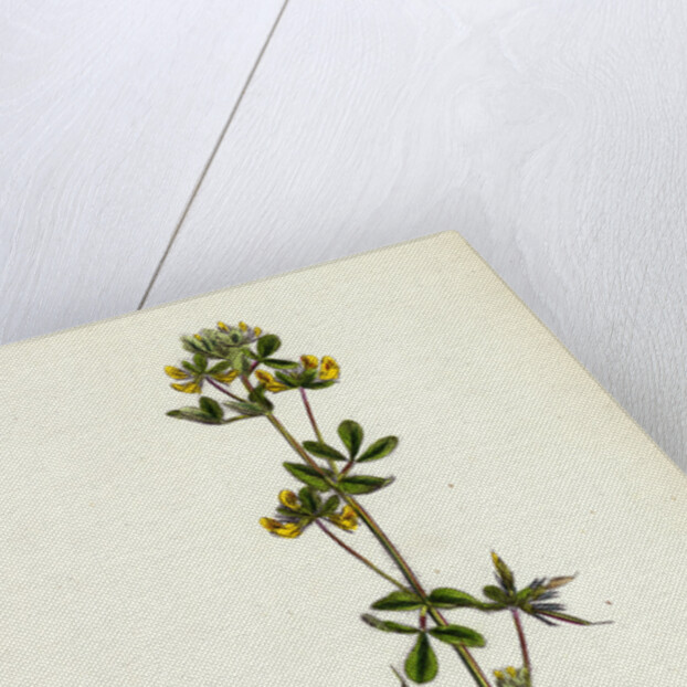 Lotus Hispidus Short-Podded Small Bird's-Foot Trefoil by Anonymous