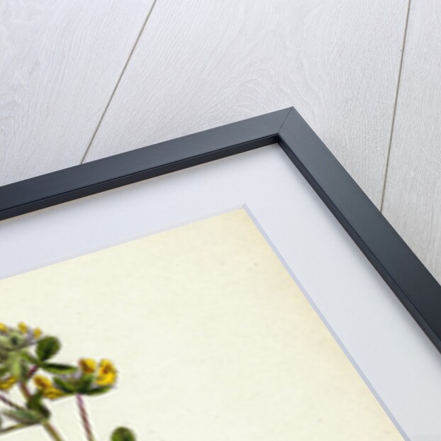 Lotus Hispidus Short-Podded Small Bird's-Foot Trefoil by Anonymous