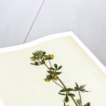 Lotus Hispidus Short-Podded Small Bird's-Foot Trefoil by Anonymous