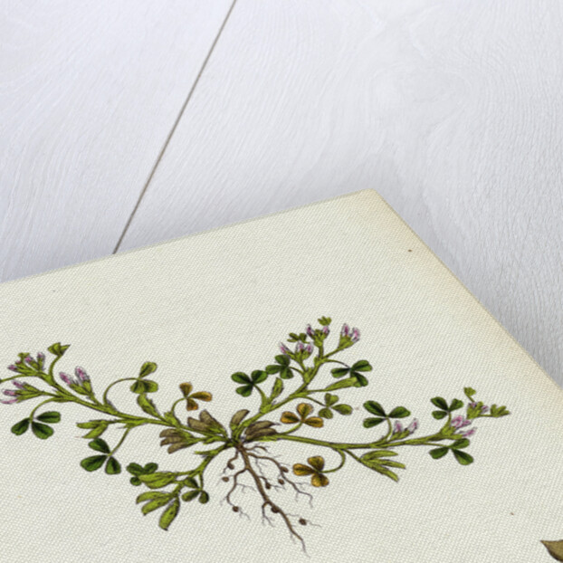 Trigonella Ornithopodioides Bird's-Foot Fenugreek by Anonymous