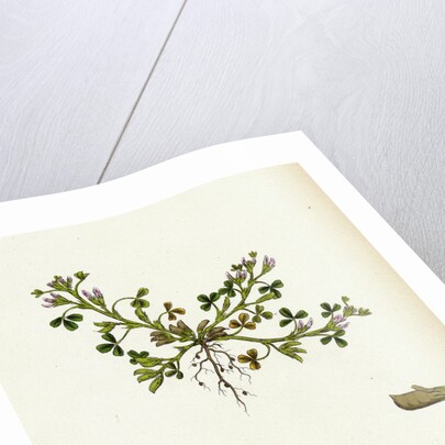 Trigonella Ornithopodioides Bird's-Foot Fenugreek by Anonymous