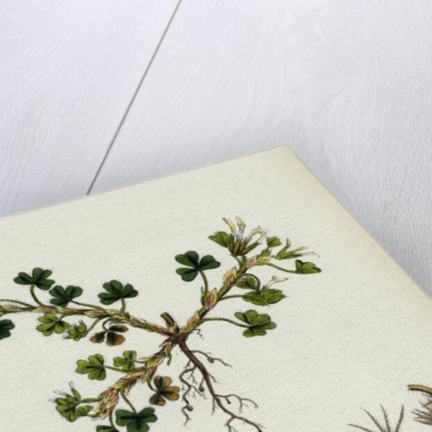 Trifolium Subterraneum Subterranean Trefoil by Anonymous