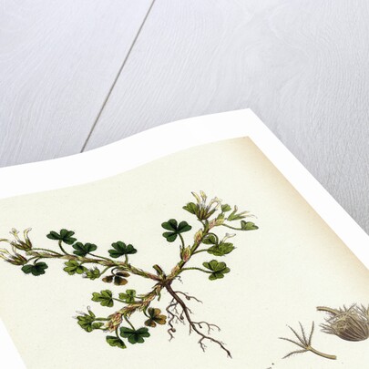 Trifolium Subterraneum Subterranean Trefoil by Anonymous