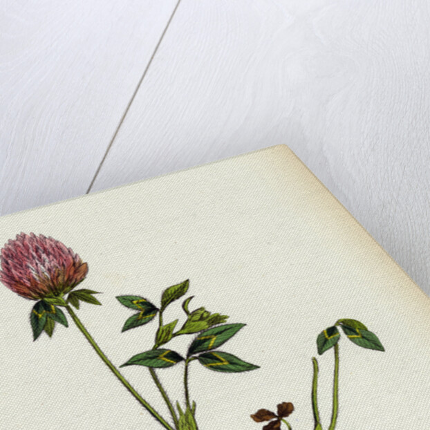 Trifolium Pratense Red Clover by Anonymous