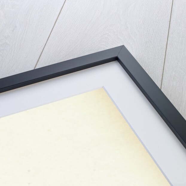 Trifolium Pratense Red Clover by Anonymous