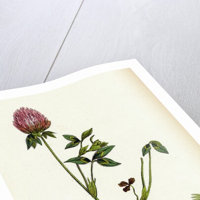 Trifolium Pratense Red Clover by Anonymous