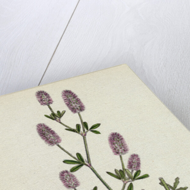 Trifolium Arvense Hare's-Foot Trefoil by Anonymous