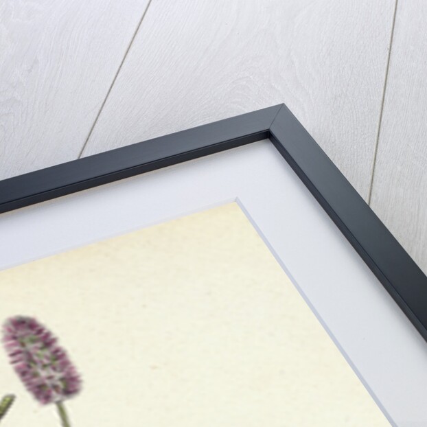 Trifolium Arvense Hare's-Foot Trefoil by Anonymous