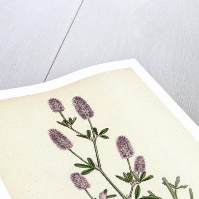 Trifolium Arvense Hare's-Foot Trefoil by Anonymous