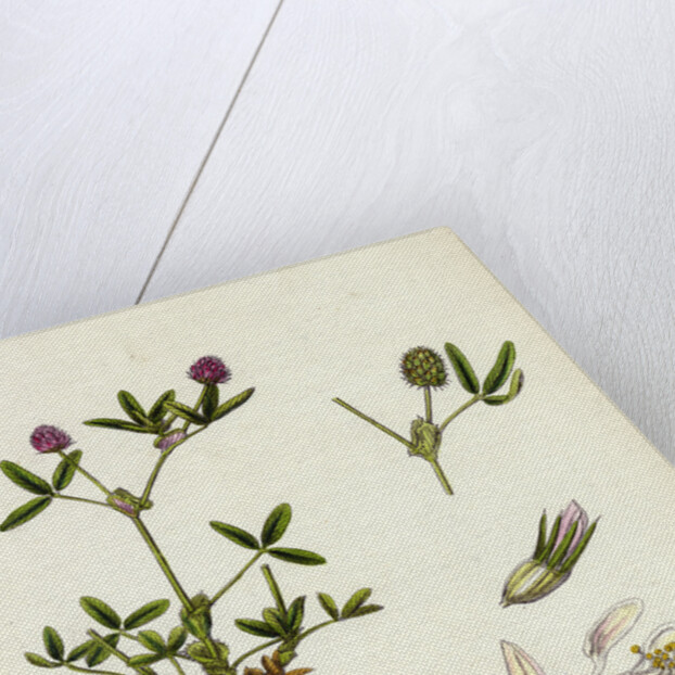 Trifolium Strictum Upright Round-Headed Trefoil by Anonymous