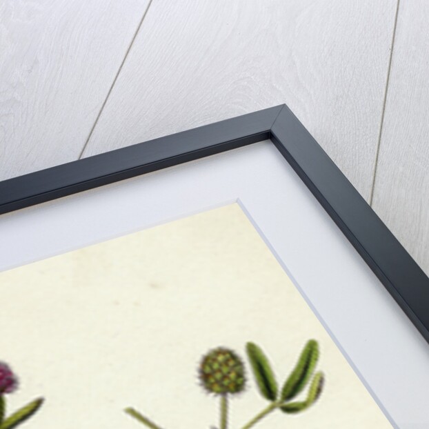 Trifolium Strictum Upright Round-Headed Trefoil by Anonymous