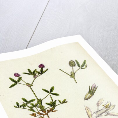 Trifolium Strictum Upright Round-Headed Trefoil by Anonymous