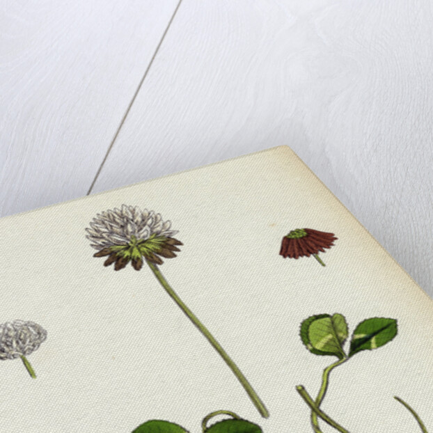 Trifolium Repens White Clover by Anonymous