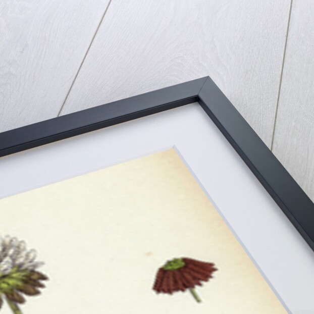 Trifolium Repens White Clover by Anonymous