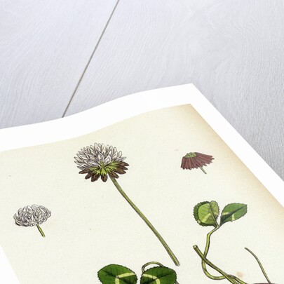 Trifolium Repens White Clover by Anonymous