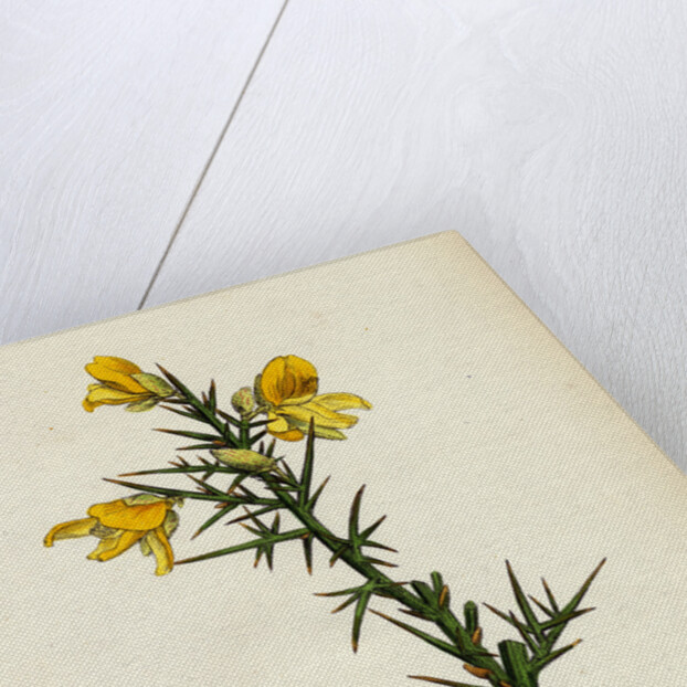 Ulex Europaeus Common Furze by Anonymous