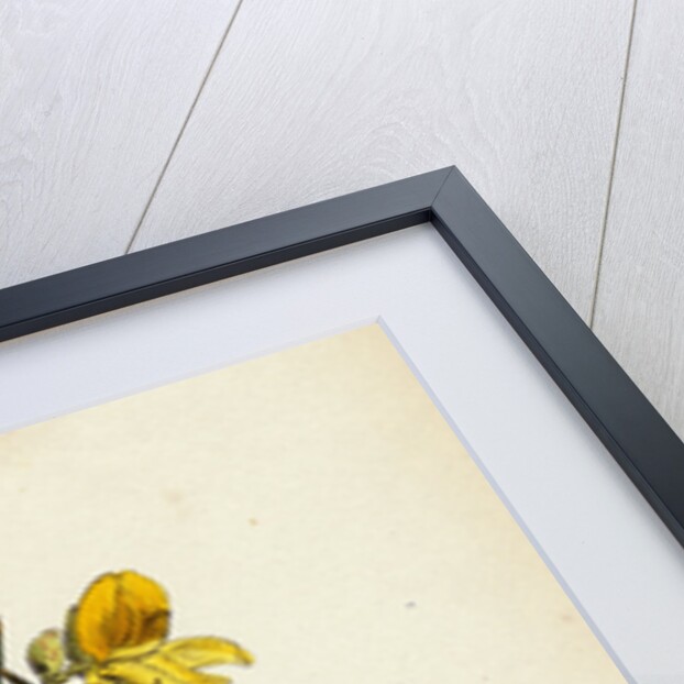 Ulex Europaeus Common Furze by Anonymous