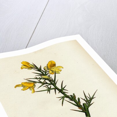 Ulex Europaeus Common Furze by Anonymous