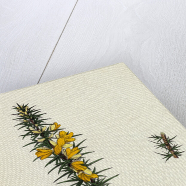 Ulex Eu-Nanus Dwarf Furze by Anonymous