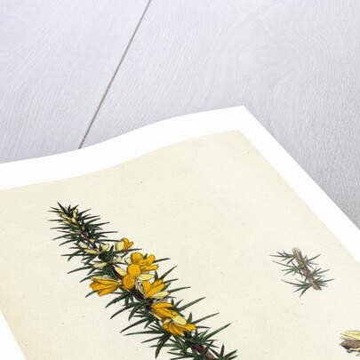 Ulex Eu-Nanus Dwarf Furze by Anonymous