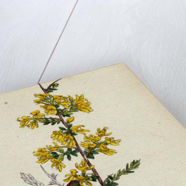 Genista Anglica Needle Furze by Anonymous