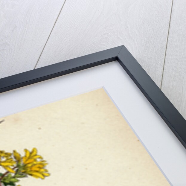 Genista Anglica Needle Furze by Anonymous