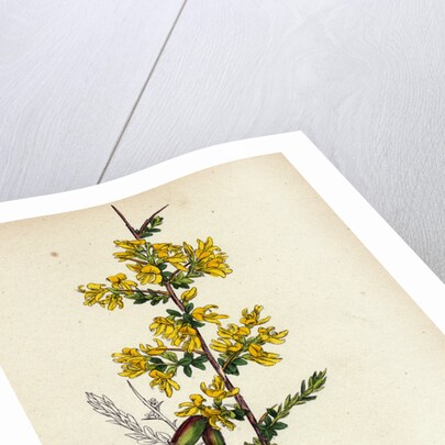Genista Anglica Needle Furze by Anonymous