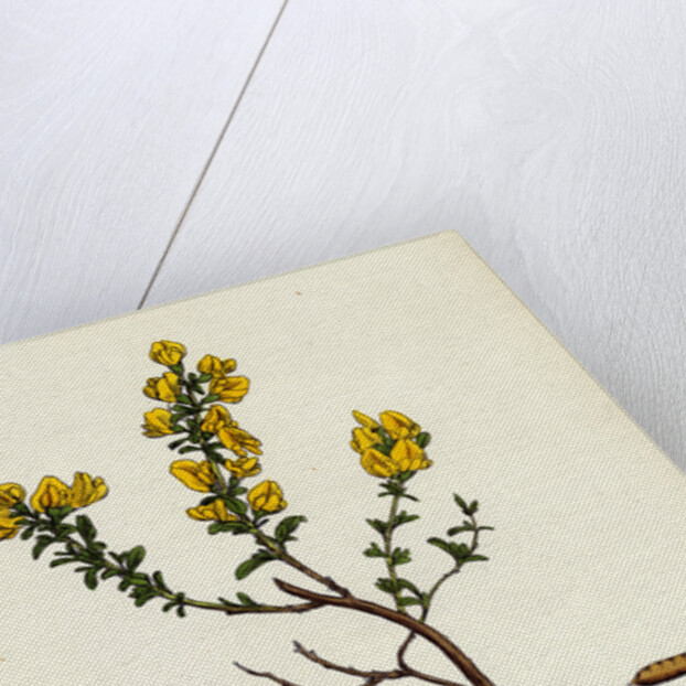 Genista Pilosa Hairy Green-Weed by Anonymous