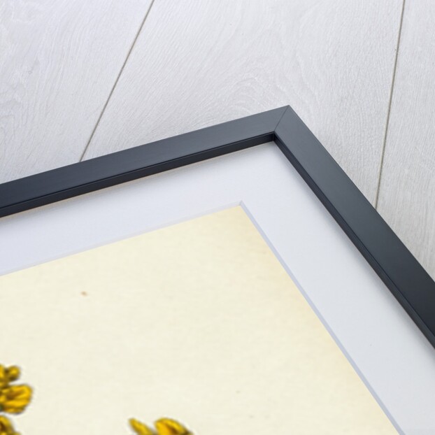 Genista Pilosa Hairy Green-Weed by Anonymous