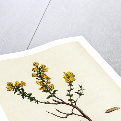 Genista Pilosa Hairy Green-Weed by Anonymous