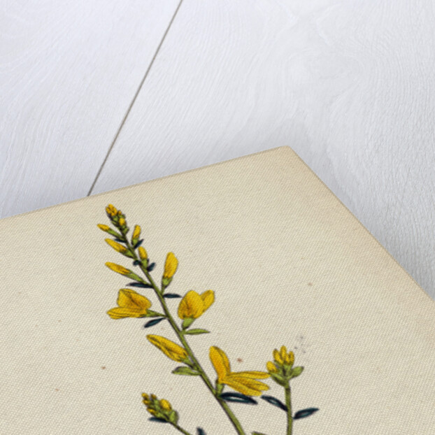 Genista Tinctoria Dyer's Green-Weed by Anonymous