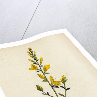Genista Tinctoria Dyer's Green-Weed by Anonymous