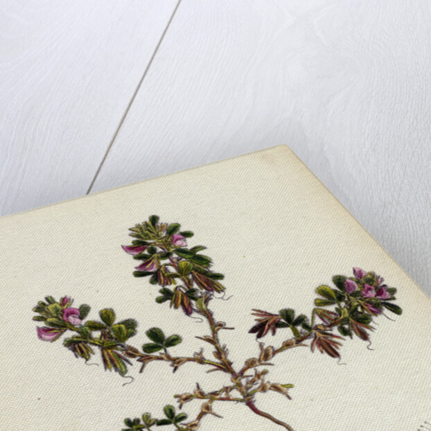 Ononis Reclinata Small Spreading Rest-Harrow by Anonymous