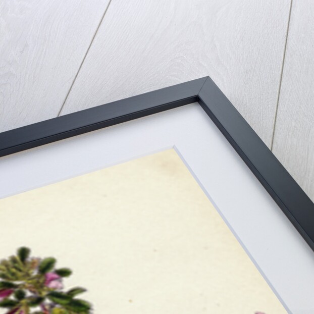 Ononis Reclinata Small Spreading Rest-Harrow by Anonymous