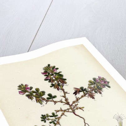 Ononis Reclinata Small Spreading Rest-Harrow by Anonymous