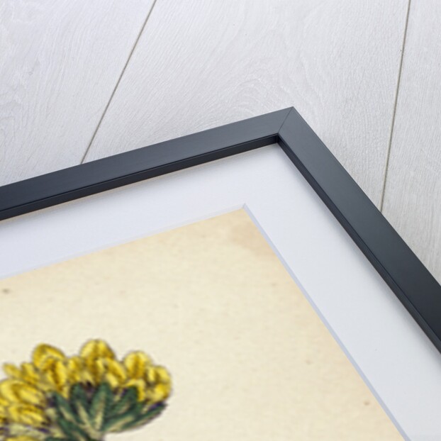 Anthyllis Vulneraria Common Kidney Vetch by Anonymous